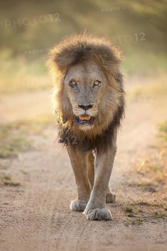 African Lion (Panthera leo) majestic male close-up, Sabi Sands, South Afrika
