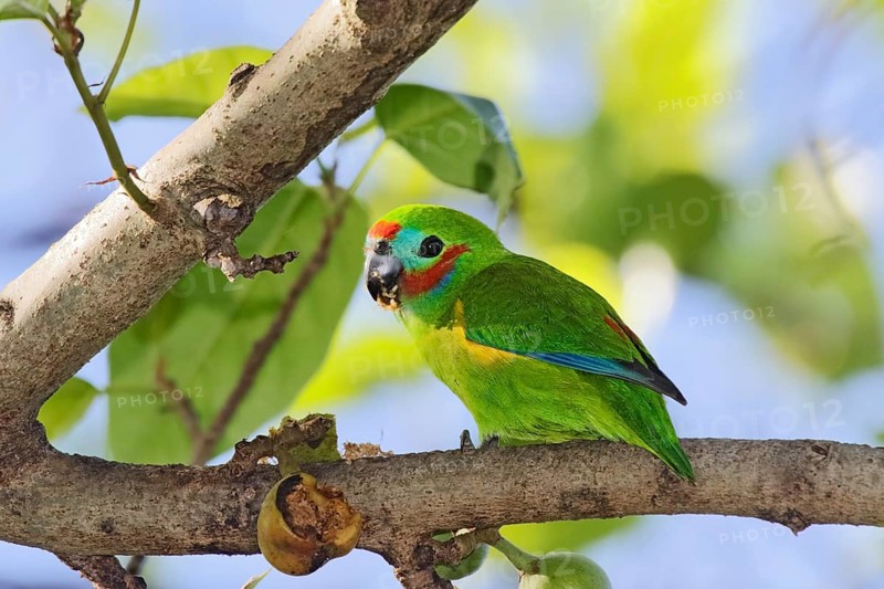 Double-eyed Fig Parrot (Cyclopsitta diophthalma macleayana) male perched on a branch, Queensland, Australia