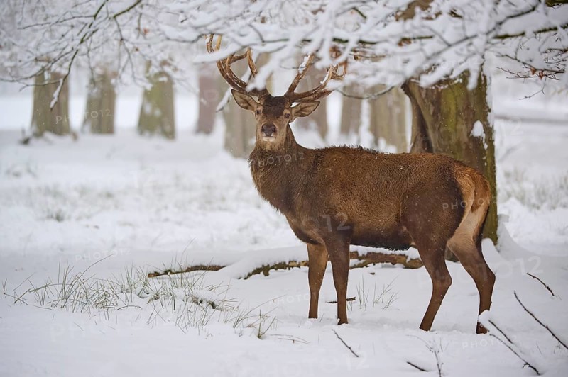 A stately stag stands in a snowy forest, surrounded by trees, winter, red deer (Cervus elaphus), Hesse, Germany
