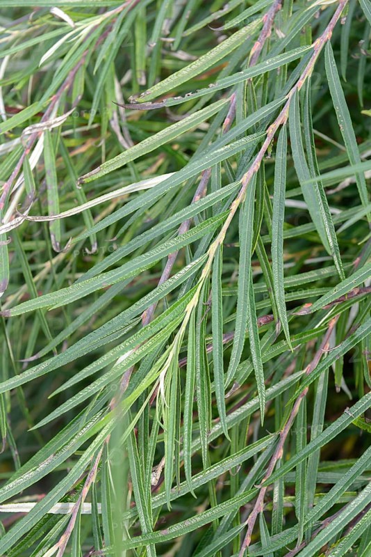 Rosemary willow (Salix elaeagnos 'Angustifolia'), Germany