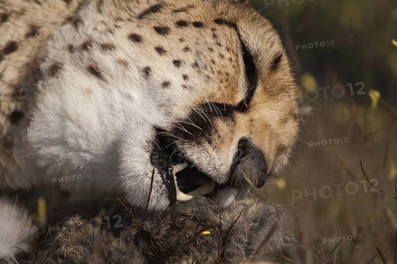 Cheetah (Acinonyx jubatus) female feeding on kill, Castile-La Mancha, Spain