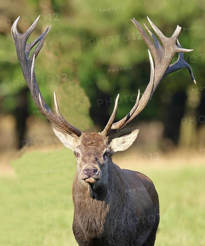 Red deer (Cervus elaphus), capital stag during the rut at the edge of the forest, animal portrait, Wildlife, North Rhine-Westphalia, Germany