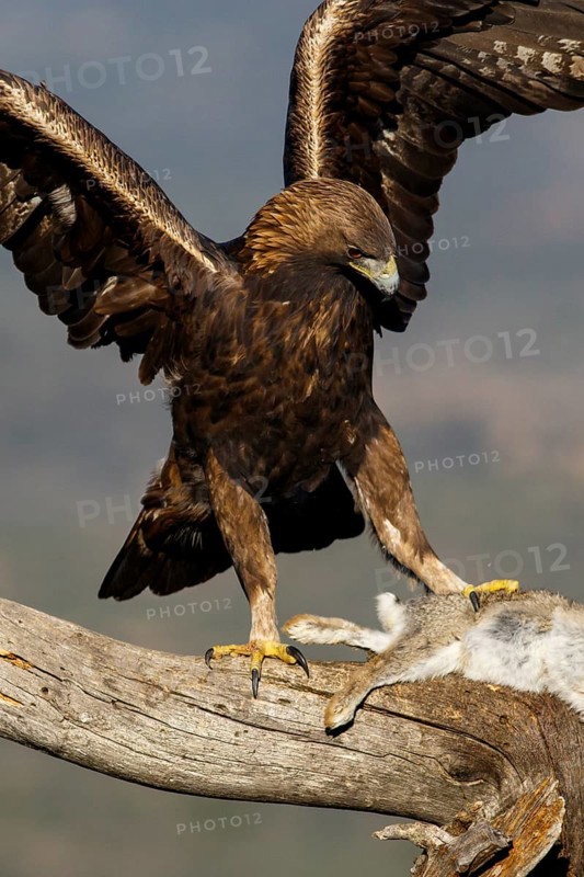 Golden Eagle (Aquila chrysaetos) male eating a rabbit, Castile and Leon, Spain