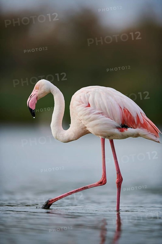 Greater Flamingo (Phoenicopterus roseus) walking in the water, Parc Naturel Regional de Camargue, France