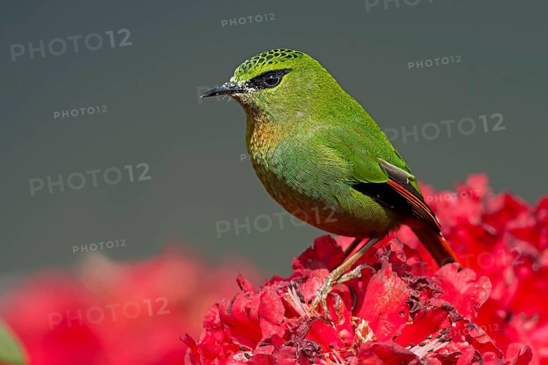 Fire-tailed Myzornis (Myzornis pyrrhoura) perched on Rhododendron flower, Darjeeling, India