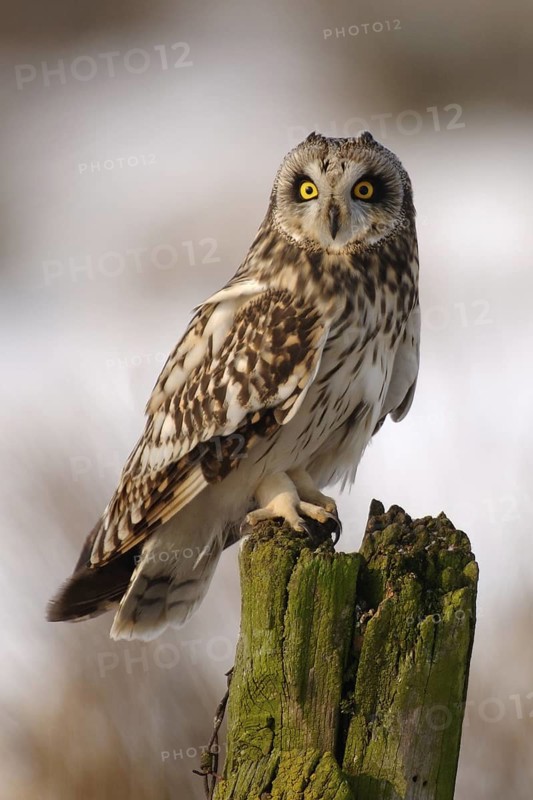 Short-eared Owl (Asio flammeus), Lower Saxony, Germany