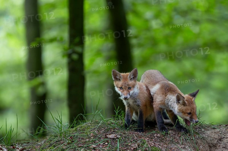 Red fox cubs (Vulpes vulpes) playing in front of the den, animal cubs, cute, youth, May, Germany