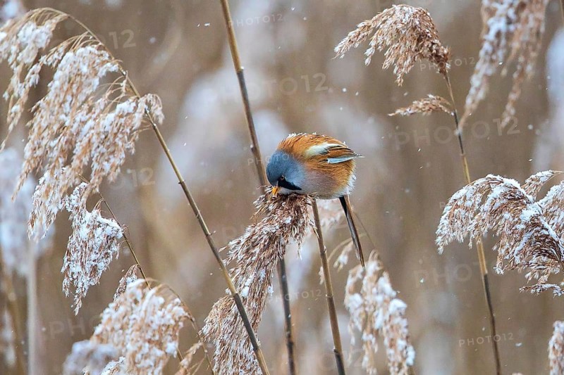 Bearded Reedling (Panurus biarmicus) male perched in reedbed, Baden-Wuerttemberg, Germany