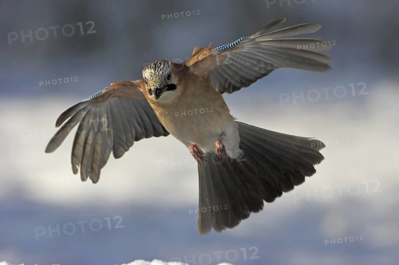 Eurasian Jay (Garrulus glandarius) flying, Rhineland-Palatinate, Germany