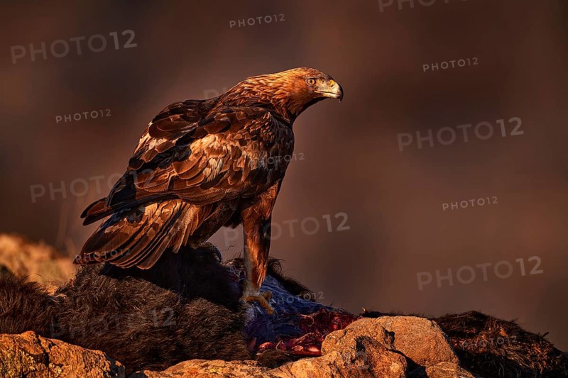 Eagle with cow calf carcass. Golden eagle, stone, Rhodopes mountain, Bulgaria. Eagle, evening light, brown bird of prey with big wingspan. Cow carcass on the rock with eagle, sunset