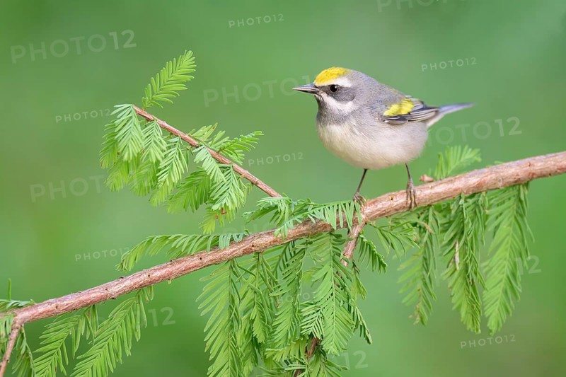Golden-winged Warbler (Vermivora chrysoptera) female perched on a branch, Texas, USA