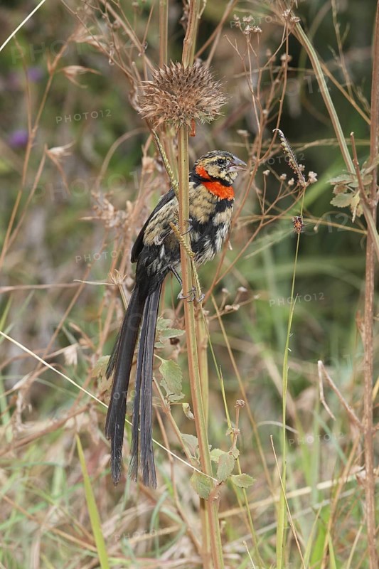 Red-collared Widowbird (Euplectes ardens) juvenile, Masai Mara, Kenya