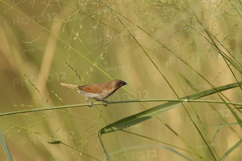 Scaly-breasted Munia (Lonchura punctulata), Kaeng Krachan, Thailand