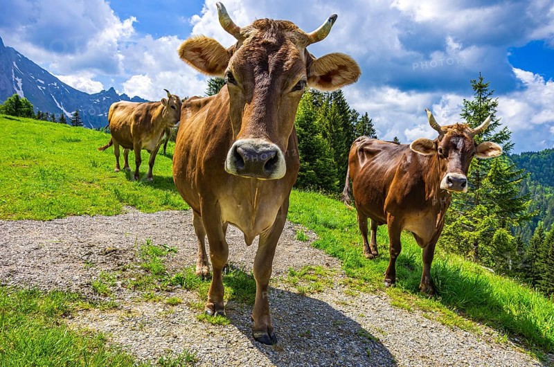 Braunvieh grazes on an alpine pasture in the Swiss Alps near Urnäsch and Schwägalp, Canton Appenzell Ausserrhoden, Switzerland. Swiss Brown Cattle Graze on an Alpine Pasture in the Swiss Alps near Urnäsch and Schwägalp, Canton of Appenzell Ausserrhoden, Switzerland