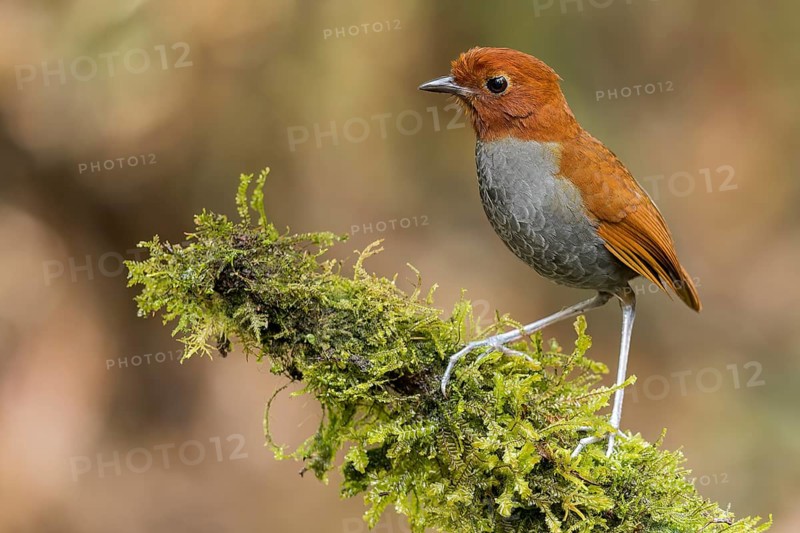 Bicolored Antpitta (Grallaria rufocinerea) perched on a branch in Colombia, South America