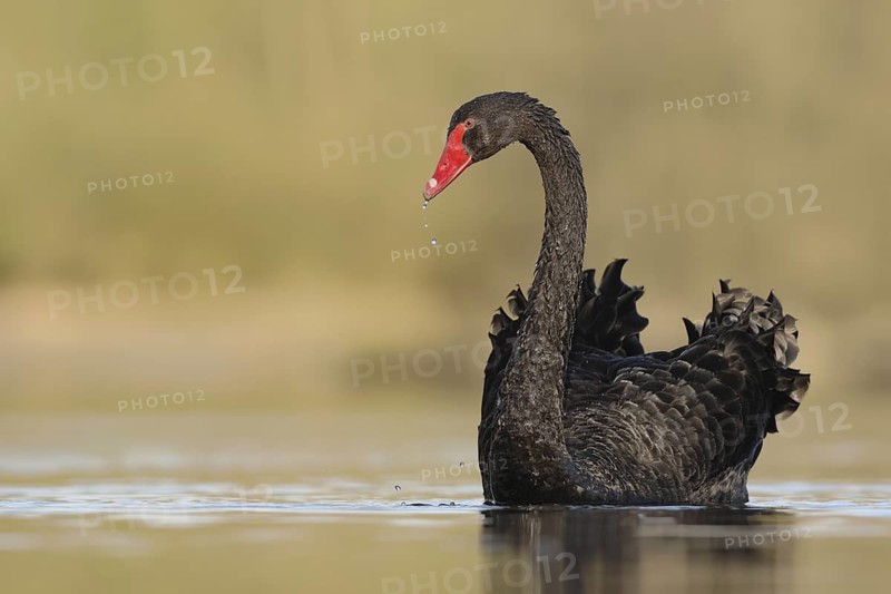 Black Swan (Cygnus atratus), North Rhine-Westphalia, Germany