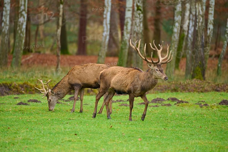 Two deer grazing on a green meadow in the forest, surrounded by autumnal trees, Red deer (Cervus elaphus), Hesse, Germany