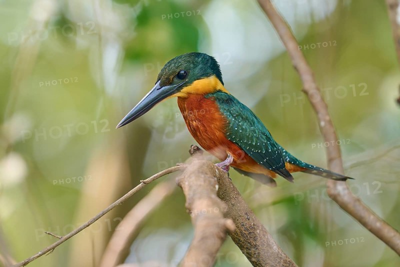A colourful kingfisher sits attentively on a branch in a natural environment, Red-breasted Kingfisher (Megaceryle torquata), Rio Negro, Pantanal, Mato Grosso, Brazil