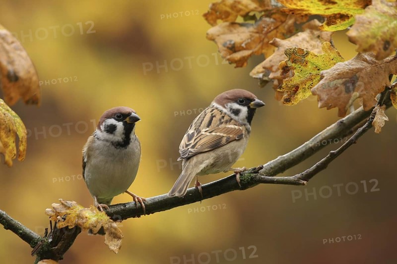 Eurasian Tree Sparrow (Passer montanus), Lower Saxony, Germany