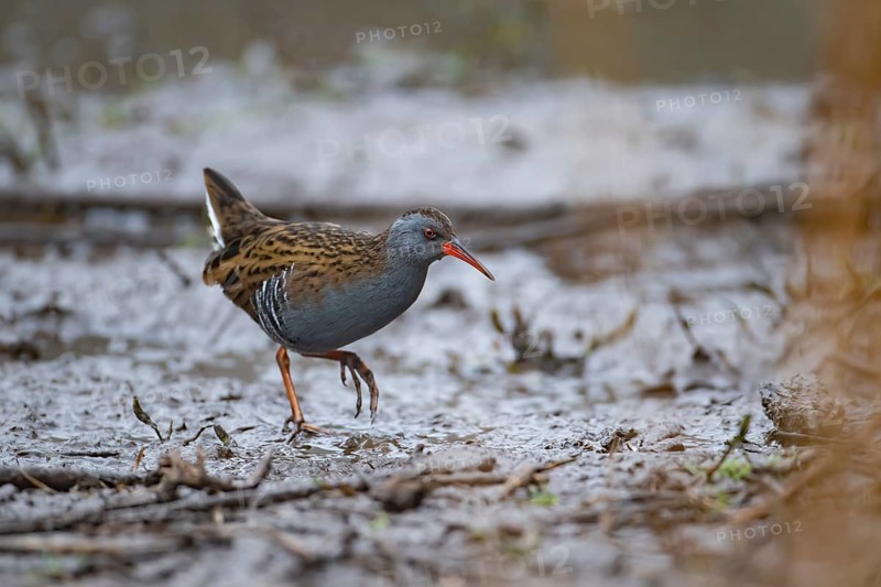 Water rail (Rallus aquaticus) adult bird walking on mud, England, United KIngdom