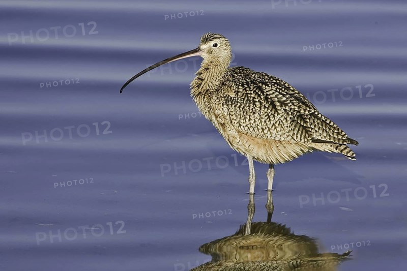 Long-billed Curlew (Numenius americanus), California, USA
