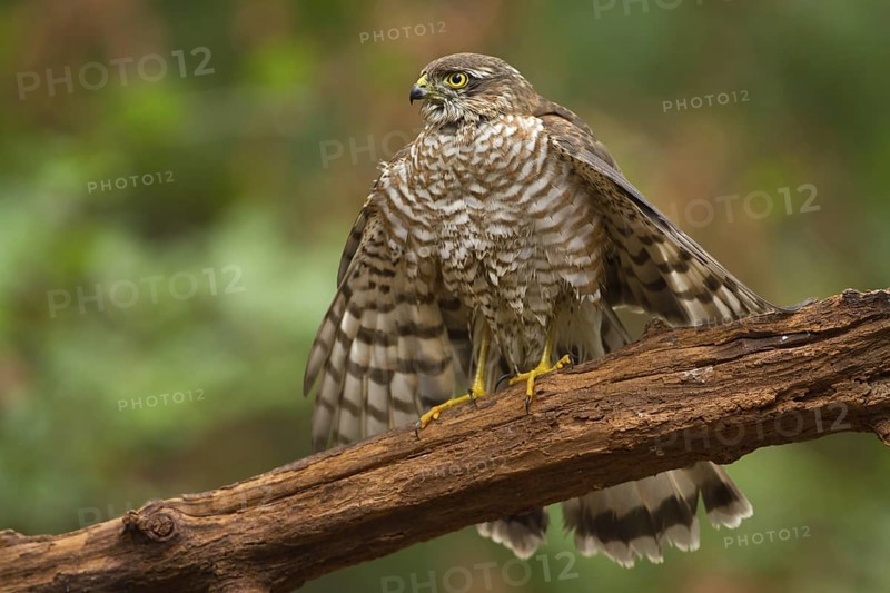 Eurasian Sparrowhawk (Accipiter nisus), Utrecht, Netherlands