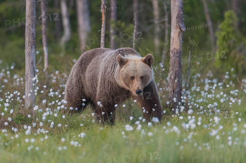Braunbär (Ursus arctos) Brown Bear