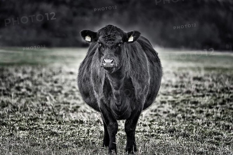 Beef cattle, Oberweser, Weser Uplands, Weserbergland, Hesse, Germany
