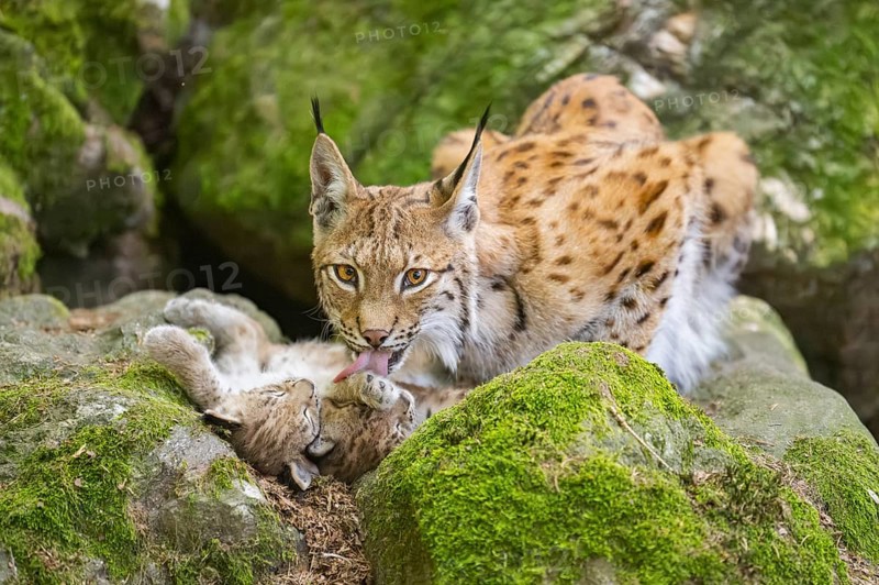 Eurasian lynx (Lynx lynx) mother with her youngsters (cubs) lying on a rock in a forest, Bavaria, Germany
