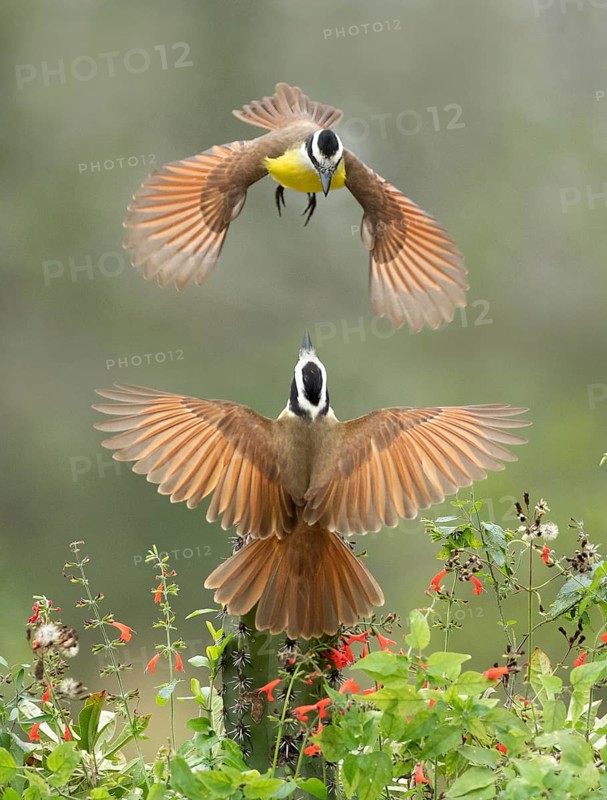Great Kiskadee (Pitangus sulphuratus) quarreling, Texas, USA