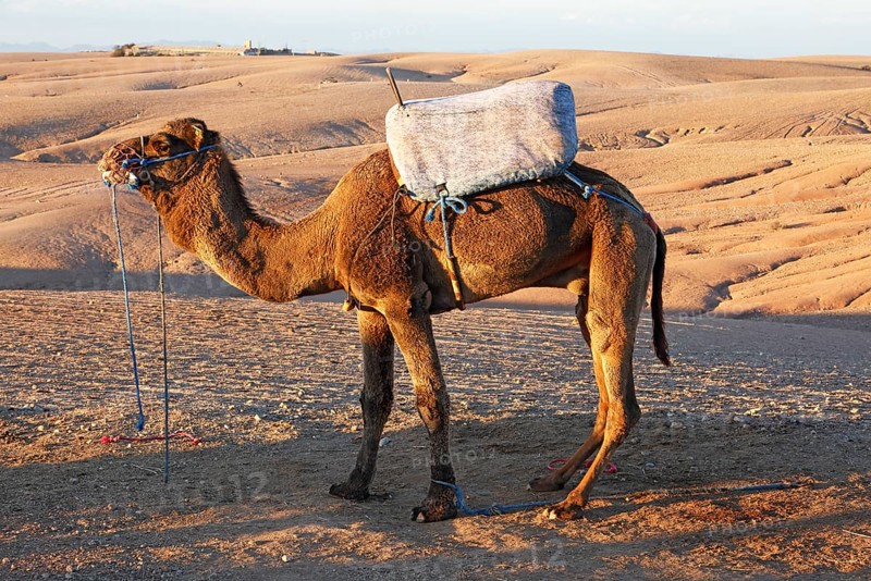 Dromedary, camel rides for tourists, Agafay Desert, rocky rocky desert near Marrakech, Morocco