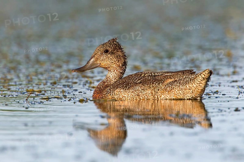 Freckled Duck (Stictonetta naevosa), Victoria, Australia
