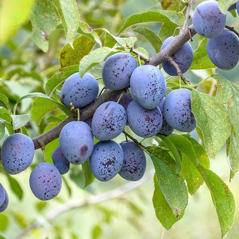 Plum (Prunus domestica 'Hauszwetsche' - Schraderhof), Merkel family, Germany