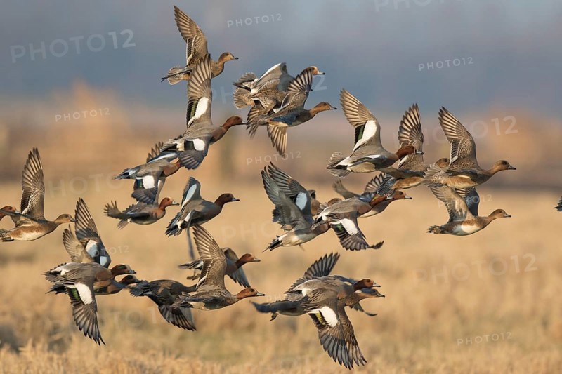 Eurasian Wigeon (Mareca penelope) group flying, Netherlands