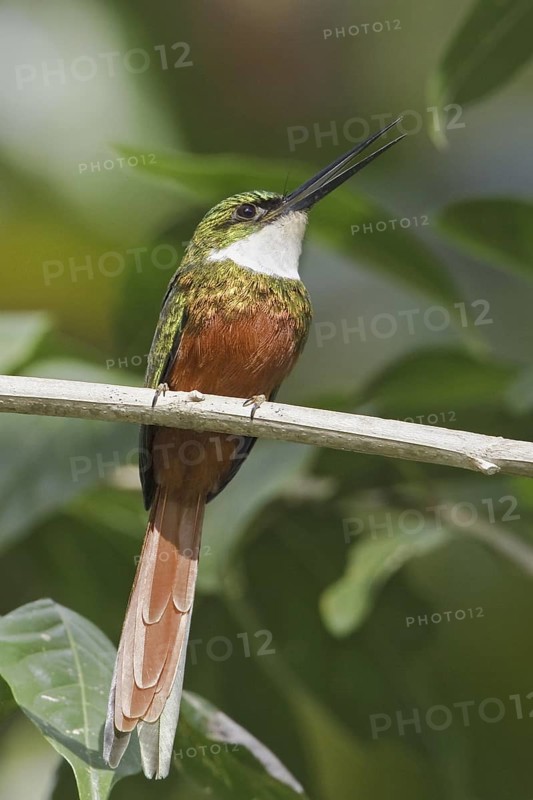 Rufous-tailed Jacamar (Galbula ruficauda) male, Trinidad and Tobago