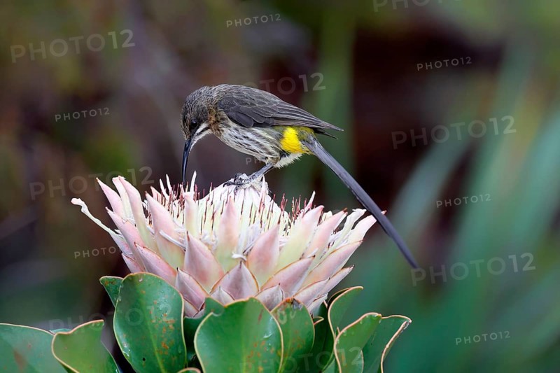 Cape Honeybird (Promerops cafer), adult, male, on flower, foraging, Protea, vigilant, Kirstenbosch Botanical Gardens, Cape Town, South Africa