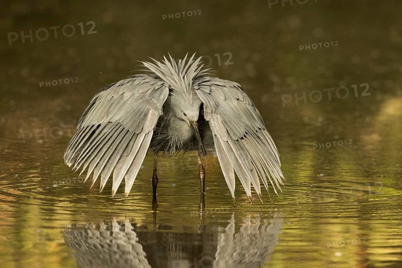 Black Heron (Egretta ardesiaca) foraging, Gambia