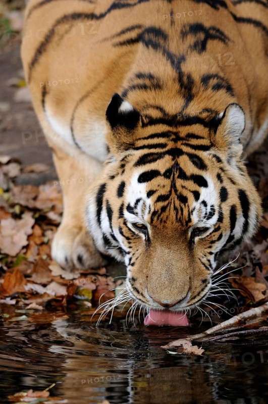 Tiger drinking water from a pond surrounded by autumn leaves in the wild, Siberian tiger (Panthera tigris altaica), captive, occurring in Russia, North Korea and China