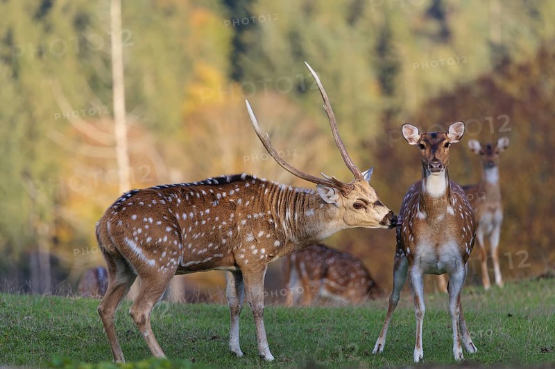 An Axis deer stag (Axis axis), shows interest in a hind standing in a green meadow. A forest can be seen in the background