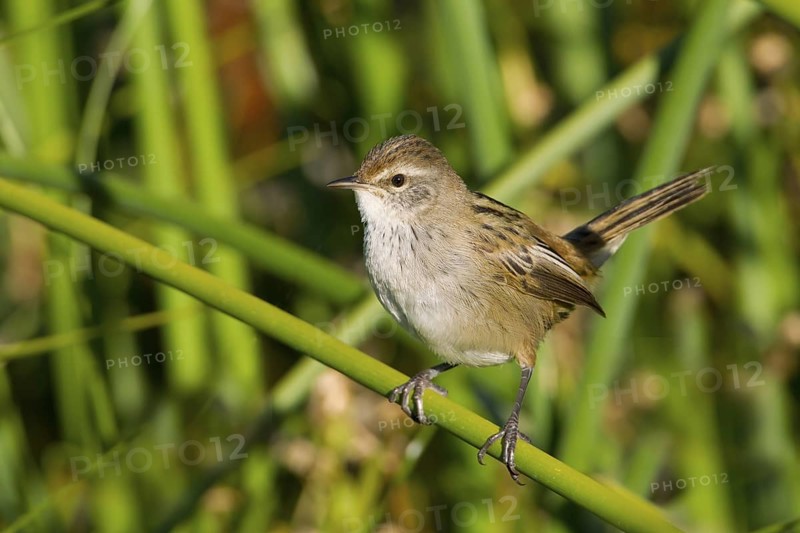 Little Grassbird (Megalurus gramineus), Victoria, Australia