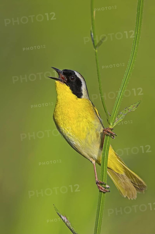 Common Yellowthroat (Geothlypis trichas) singing, Texas, USA