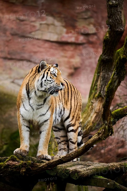Siberian tiger or Amur tiger (Panthera tigris altaica) walking on the ground, captive, habitat in Russia