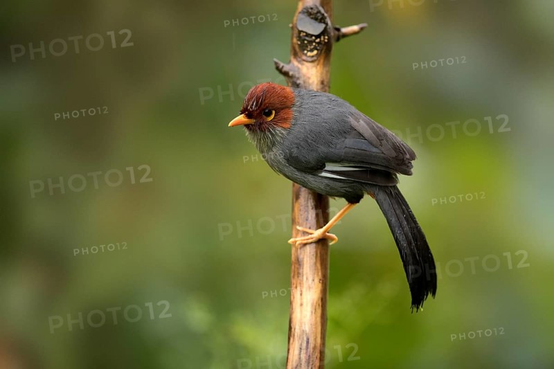 Chestnut-hooded Laughingthrush (Garrulax treacheri) perched on a branch, Sabah, Malaysia