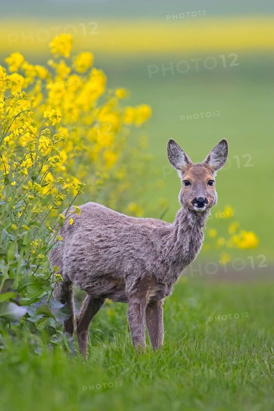 European roe deer (Capreolus capreolus) doe, female foraging in rape field in spring