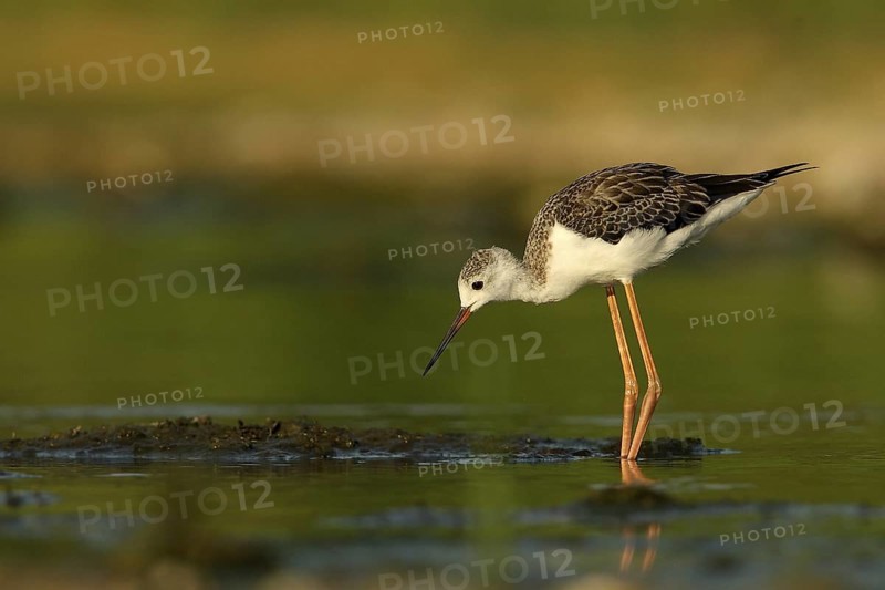 Black-winged Stilt (Himantopus himantopus) juvenile foraging, Piedmont, Italy