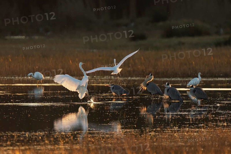 Herons and egrets gather in tranquil wetland waters at dusk. The setting sun casts a golden glow, highlighting their graceful postures and serene reflections in wetland of the Emporda