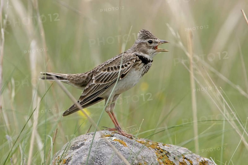 Calandra Lark (Melanocorypha calandra), Bulgaria