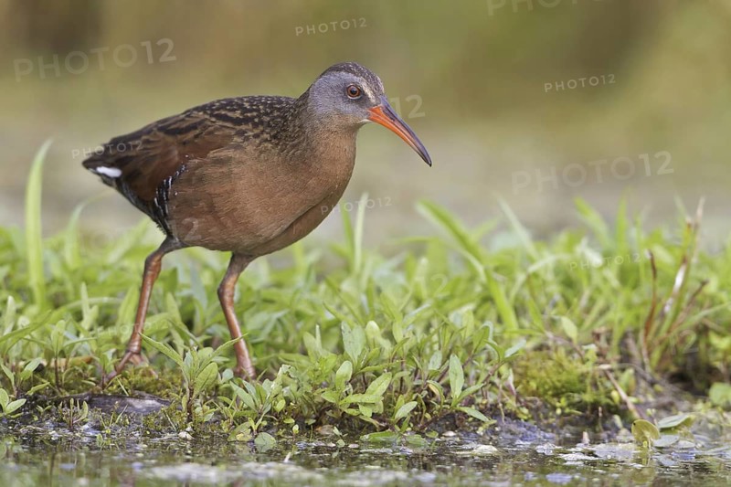 Virginia Rail (Rallus limicola), Ontario, Canada