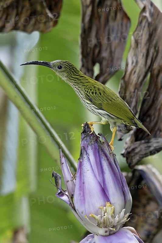 Streaked Spiderhunter (Arachnothera magna), Malaysia