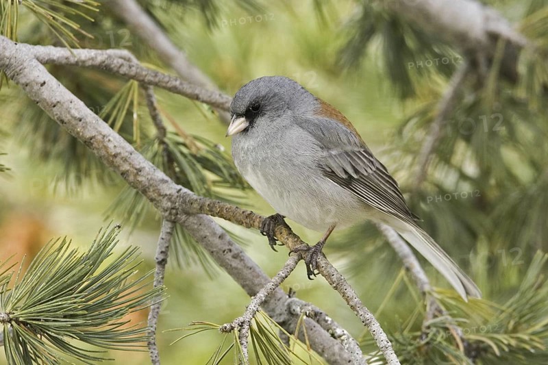 Grey-headed Junco (Junco hyemalis caniceps), New Mexico, USA